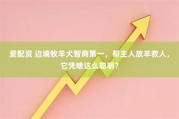 爱配资 边境牧羊犬智商第一，帮主人放羊救人，它凭啥这么聪明？