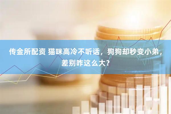 传金所配资 猫咪高冷不听话，狗狗却秒变小弟，差别咋这么大？